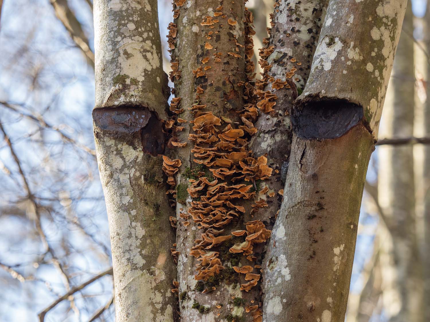 vvs-operation-mirador-11